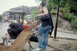 Deer at Miyajima are like goats