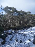 Snow amongst the gum trees